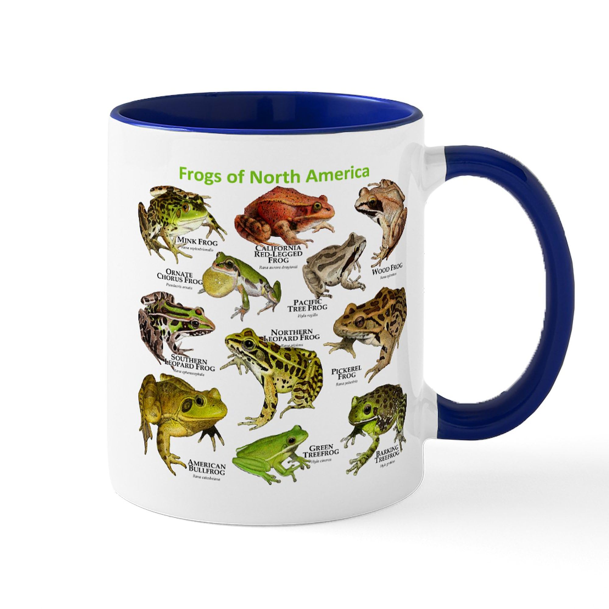 Frogs of North America 11 oz Ceramic Coffee Mug (325 ml) - Perfect for Tea, Hot Cocoa & Office Use - Unique Gift for Nature Lovers