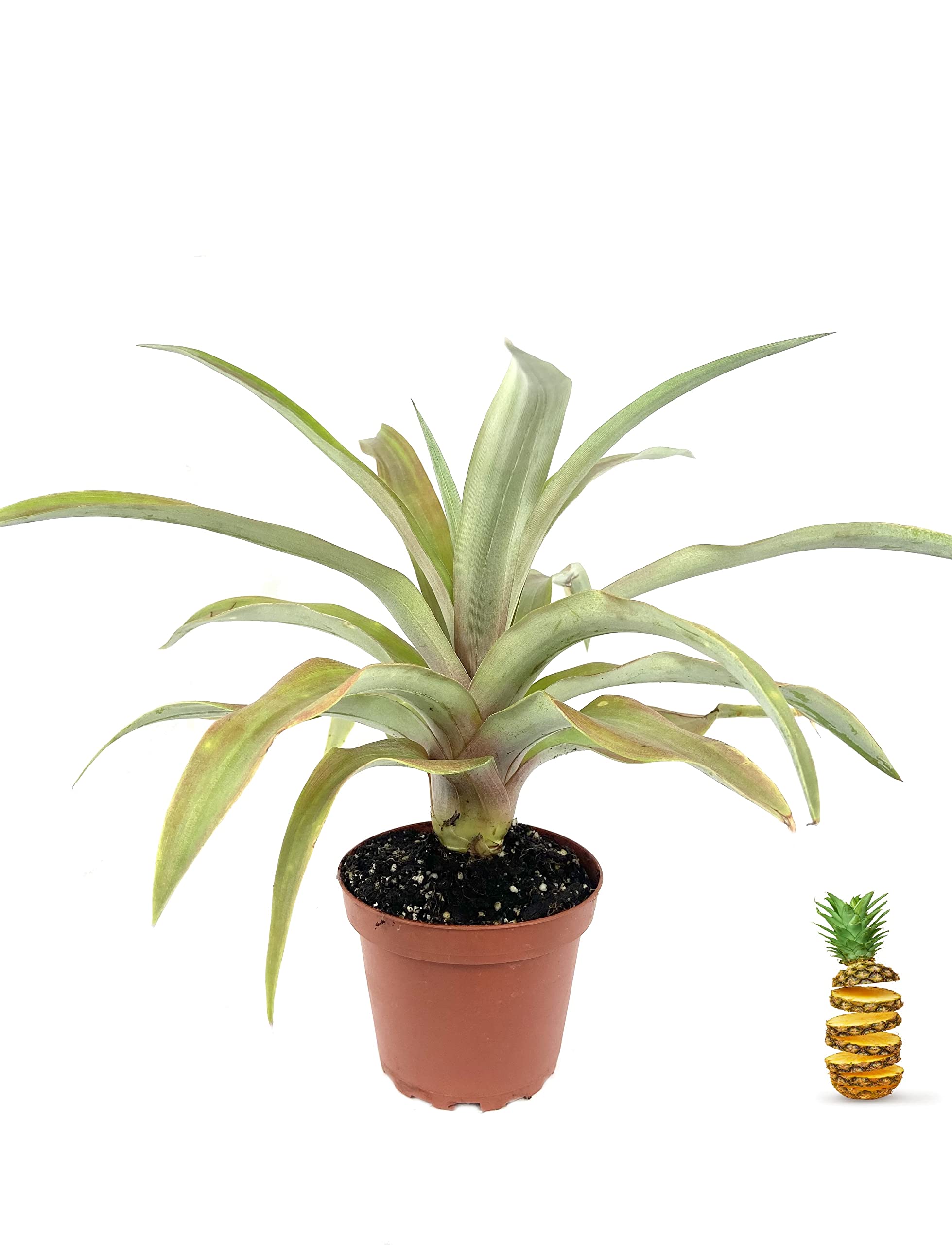 Pineapple Plant - Live Ananas Comosus in 4 Inch Pot - Tropical Fruit Starter Tree for Patio, Garden & Indoor Decor - Perfect for Home Gardening & Gift Giving