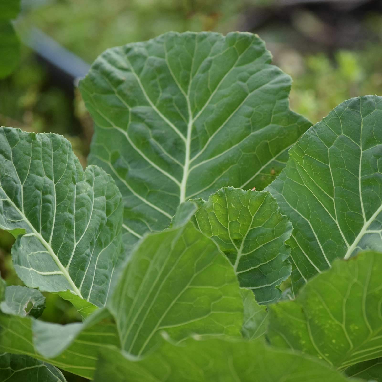Georgia Southern Collards Seeds - 2g Packet (~500 Seeds) - Non-GMO Heirloom Microgreens & Collard Greens Seeds for Vegetable Gardening - Perfect for Home Gardens, Urban Farming & Healthy Eating