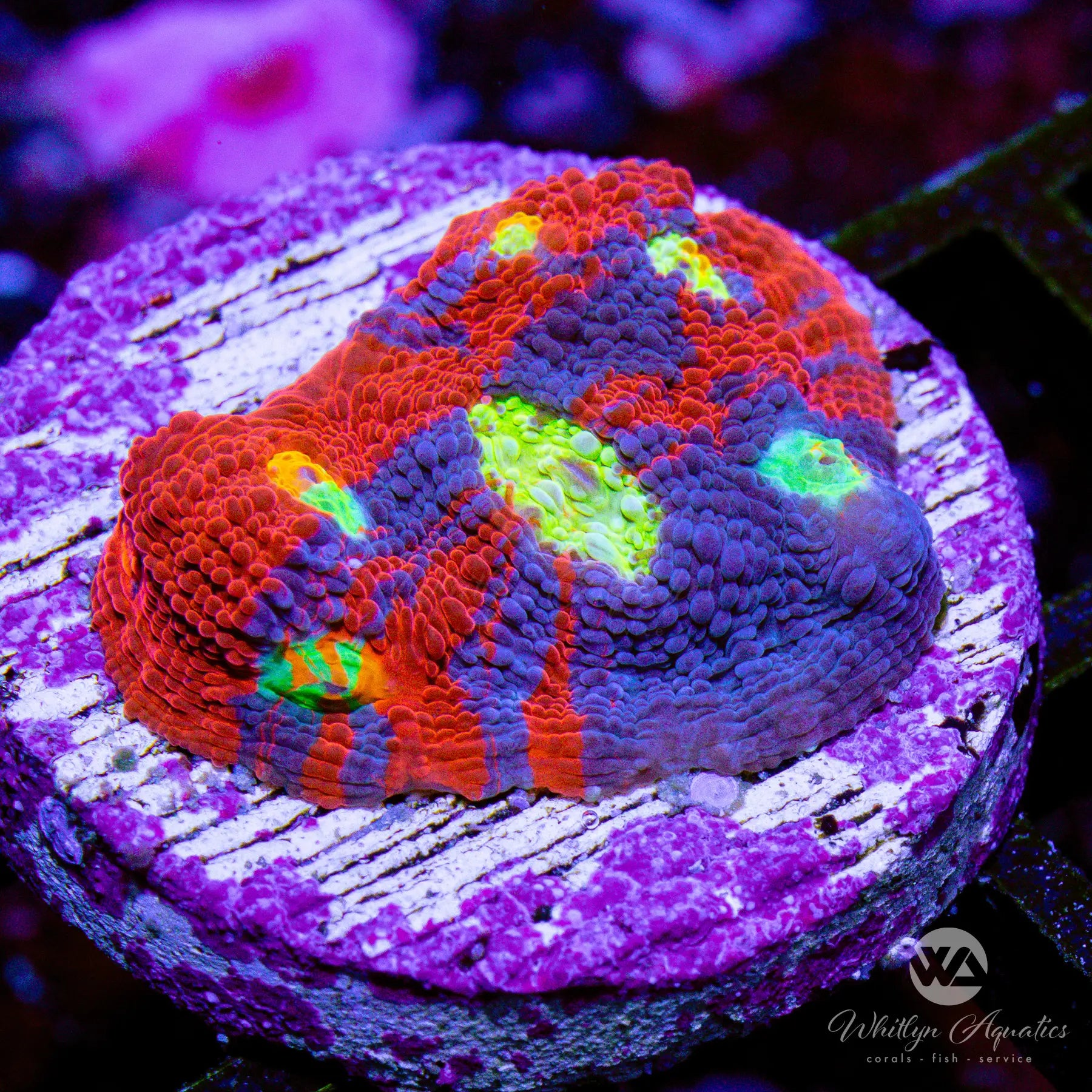 Superman Rainbow Chalice Coral - O7 WA WYSIWYG Live Coral for Saltwater Aquariums & Reef Tanks