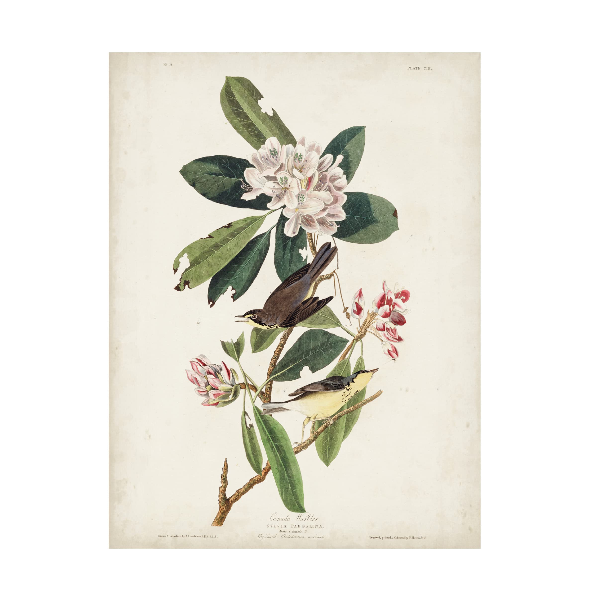 Trademark Fine Art 'Canada Warbler' Canvas Art by John James Audubon - 35x47 Inches - Handmade Bird Painting for Home & Office Decor - Perfect for Living Room, Bedroom or Office Wall Art