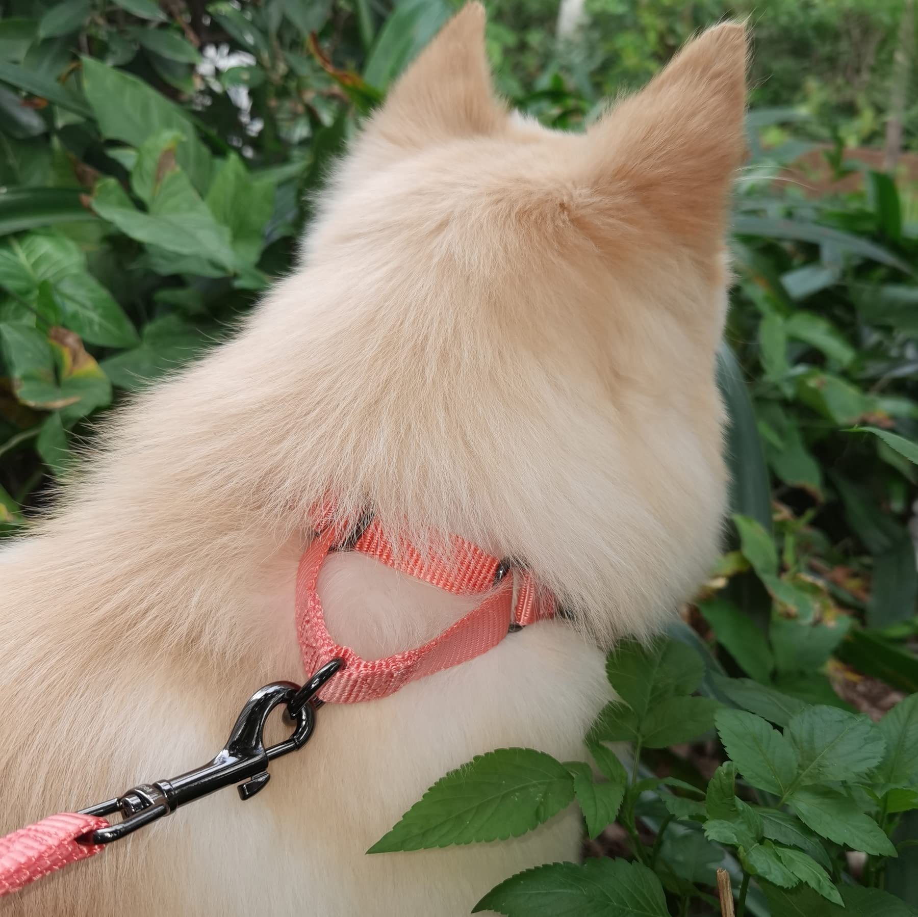 Premium 4ft Nylon Dog Leash with Comfort Padded Handle - Durable Pet Lead for Small & Medium Dogs - Perfect for Walking, Training, Hiking, Jogging & Outdoor Adventures (Living Coral, 4ft Length × 5/8in Width) - Ideal for Daily Walks, Park Visits & Travel with Your Pet