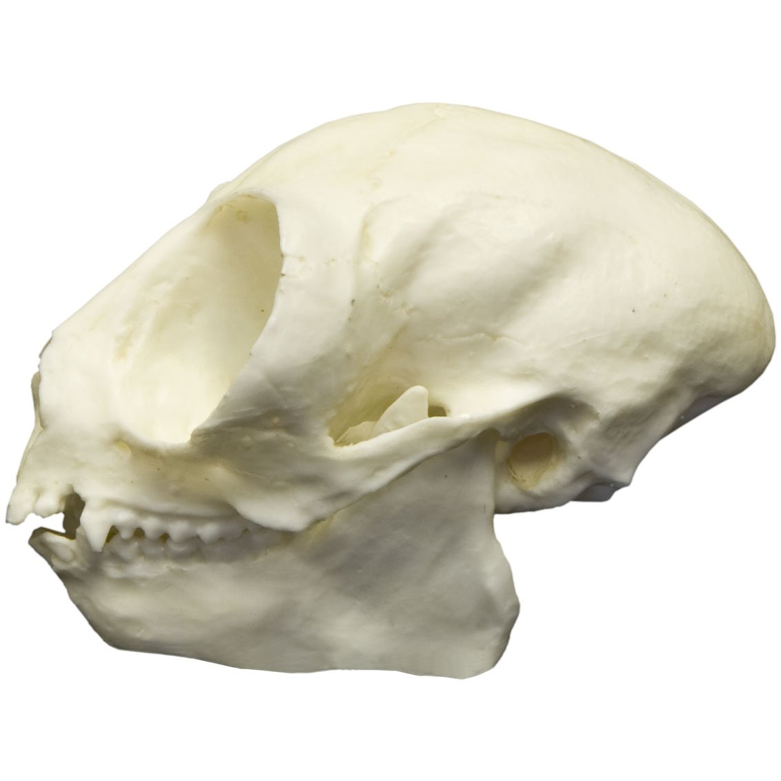 Replica Owl Monkey Skull - Lifelike Animal Skull Model for Home Decor, Halloween Props, and Educational Displays | Perfect for Gothic Collections, Science Classrooms, and Horror Themed Parties