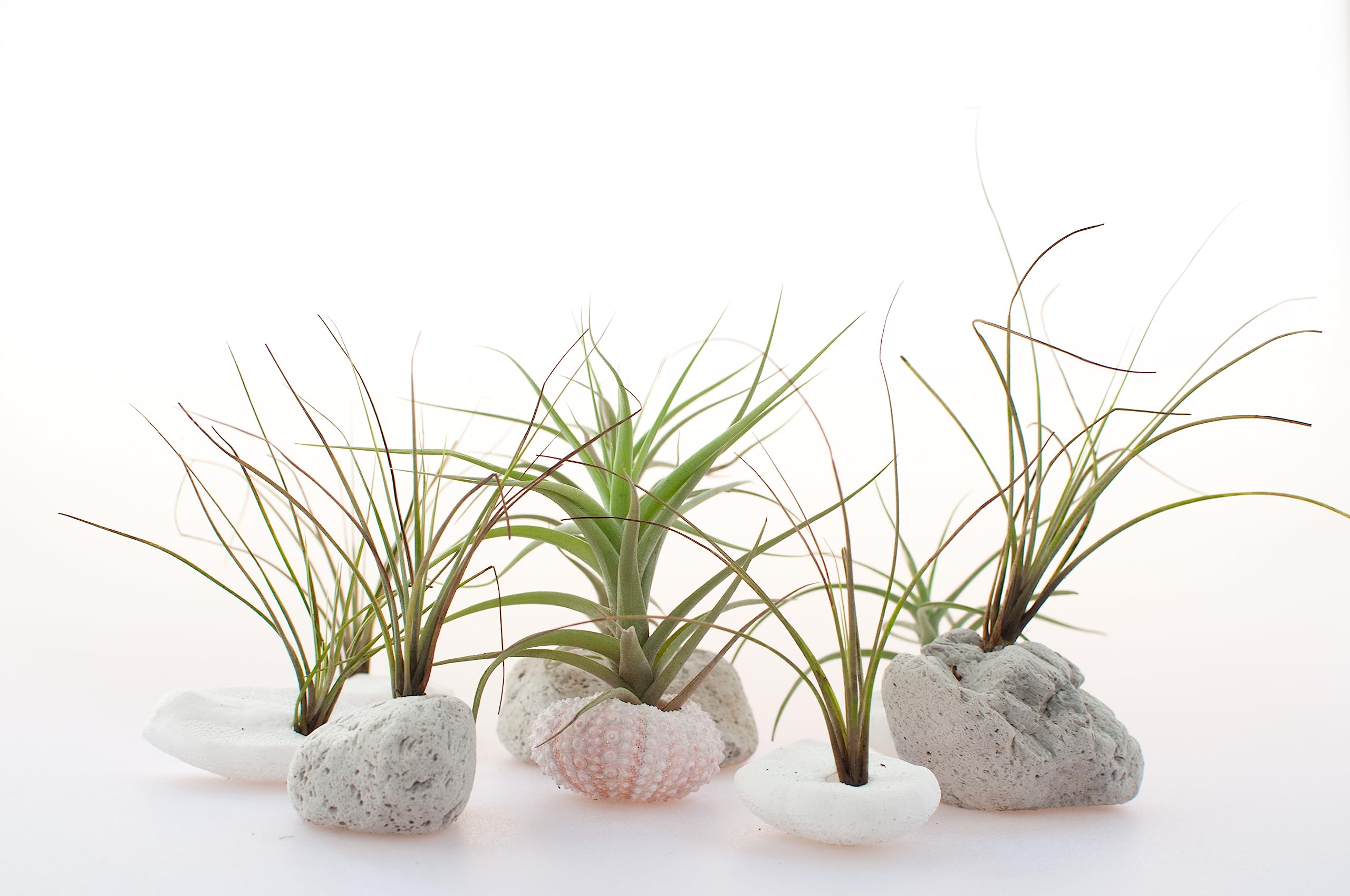 50 Pack Live Tillandsia Air Plants - Bulk Indoor Plants for DIY Terrarium Kit, Wedding & Party Favors, Unique Gifts for Plant Lovers | Perfect for Home Decor, Office Plants & Succulent Displays