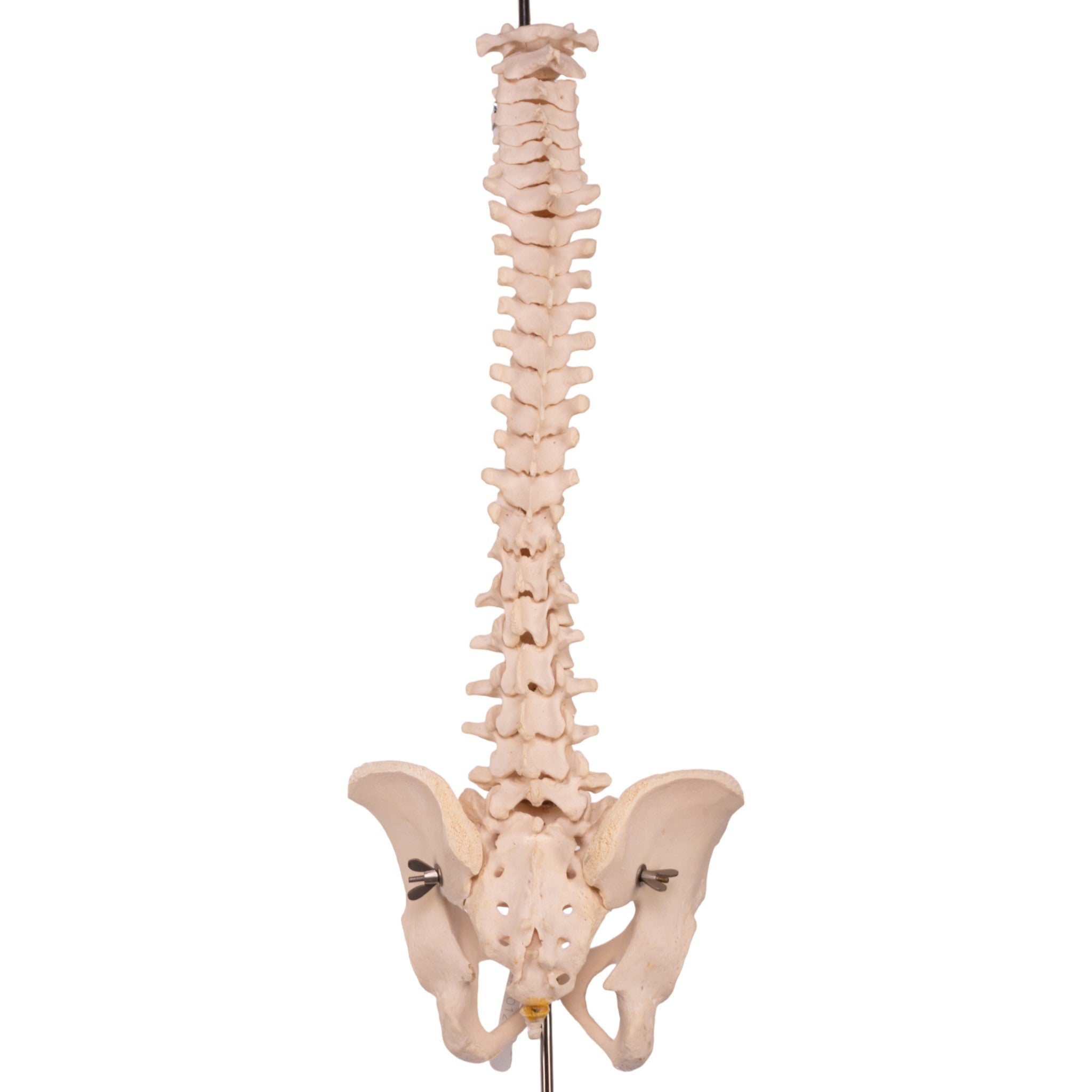 Authentic Real Human Spine, Sacrum & Pelvis - Medical Anatomy Model for Study, Research & Education - Perfect for Medical Students, Doctors & Anatomy Enthusiasts