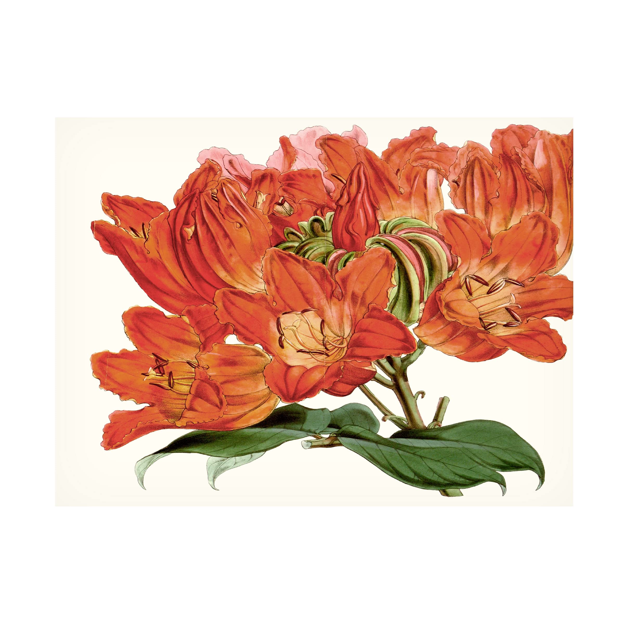 Striking Coral Botanicals III Canvas Wall Art by Curtis - Modern Tropical Botanical Print for Living Room, Bedroom & Office Decor