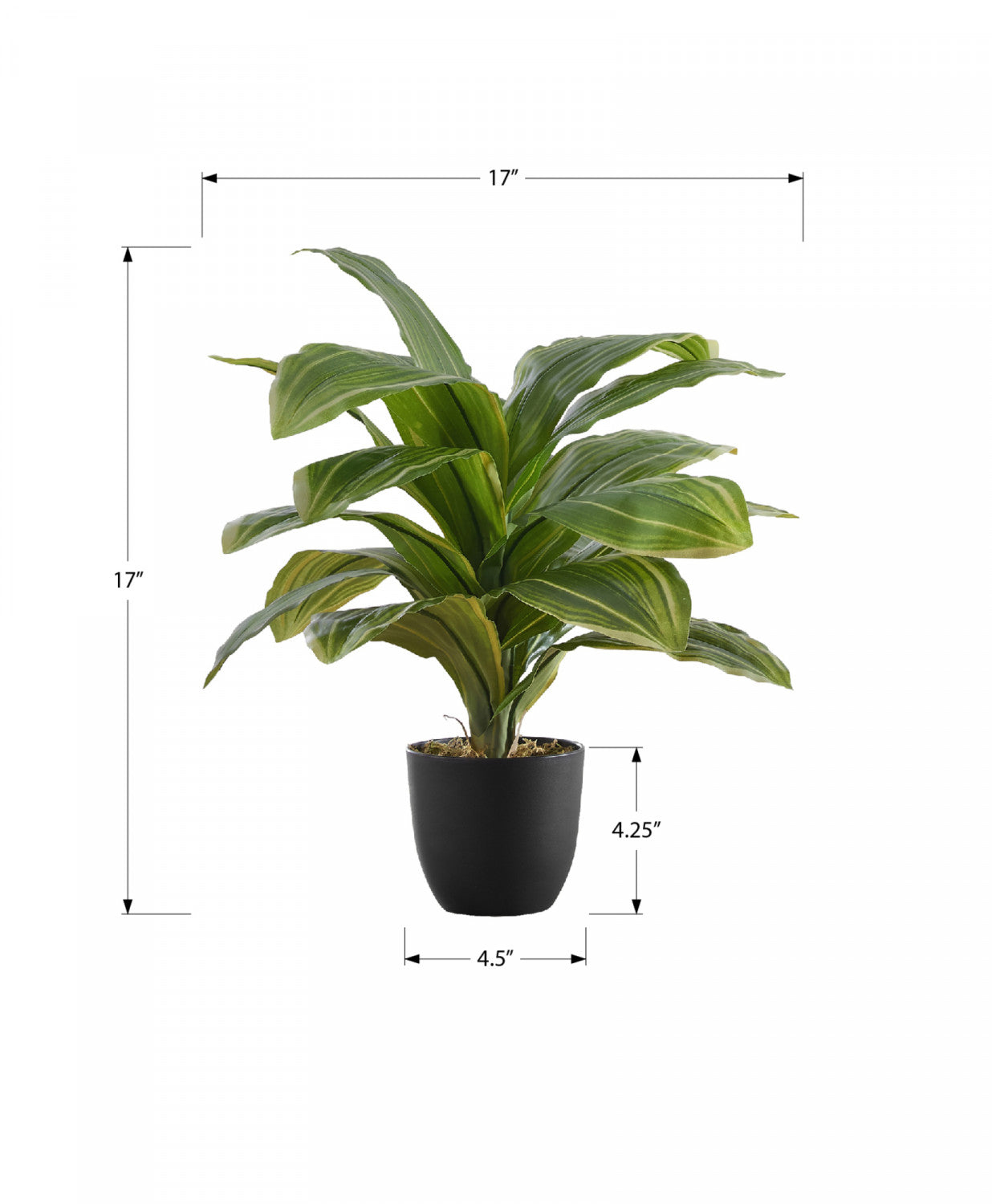 17 Inch Dracaena Plant in 4 Black Pots - Perfect for Home, Office, and Indoor Decor