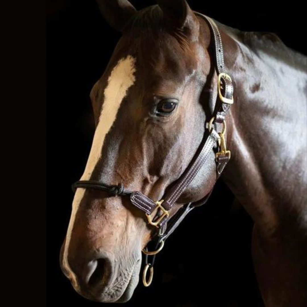 Premium Walsh Rope British-Style Horse Halter - Durable Nylon Headcollar for Training, Grooming & Show - Perfect for Equestrian, Stable & Trail Riding