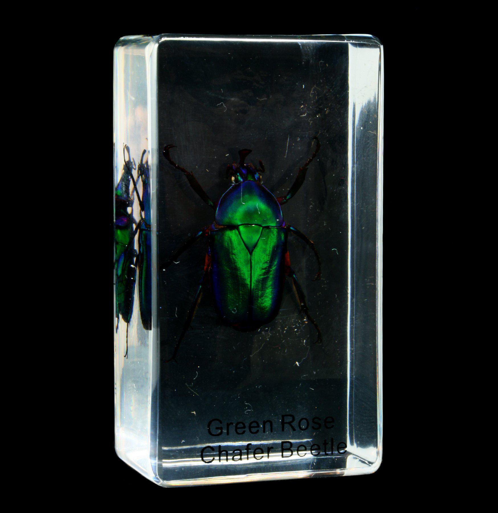 Green Rose Chafer Beetle Specimen in Clear Acrylic Block - Perfect for Entomology Display, Science Education & Home Decor
