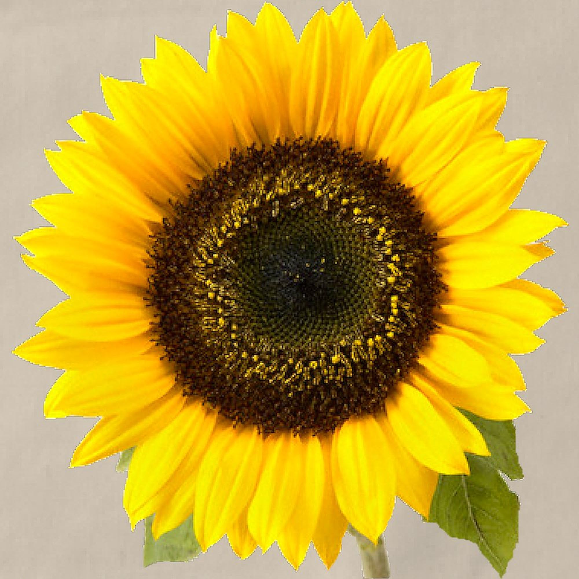 Sunflower Kitchen Apron with Pockets - Adjustable Grilling & Baking Apron for Women & Men - Perfect for Cooking, BBQ, Baking & Hosting Parties