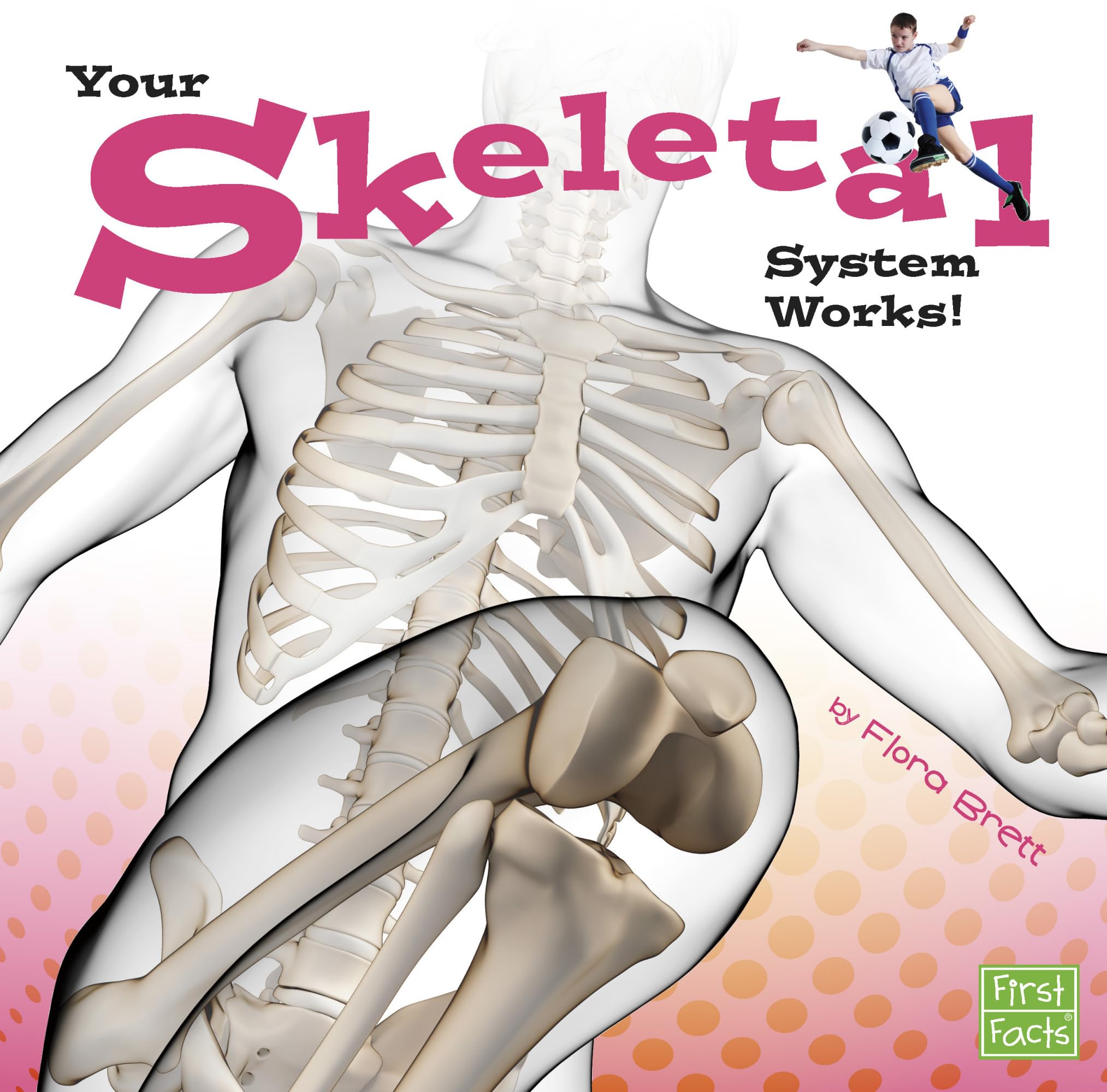 How Your Skeletal System Works - Anatomy Guide for Kids & Adults | Learn About Bones, Joints & Body Support for School, Fitness & Health Education