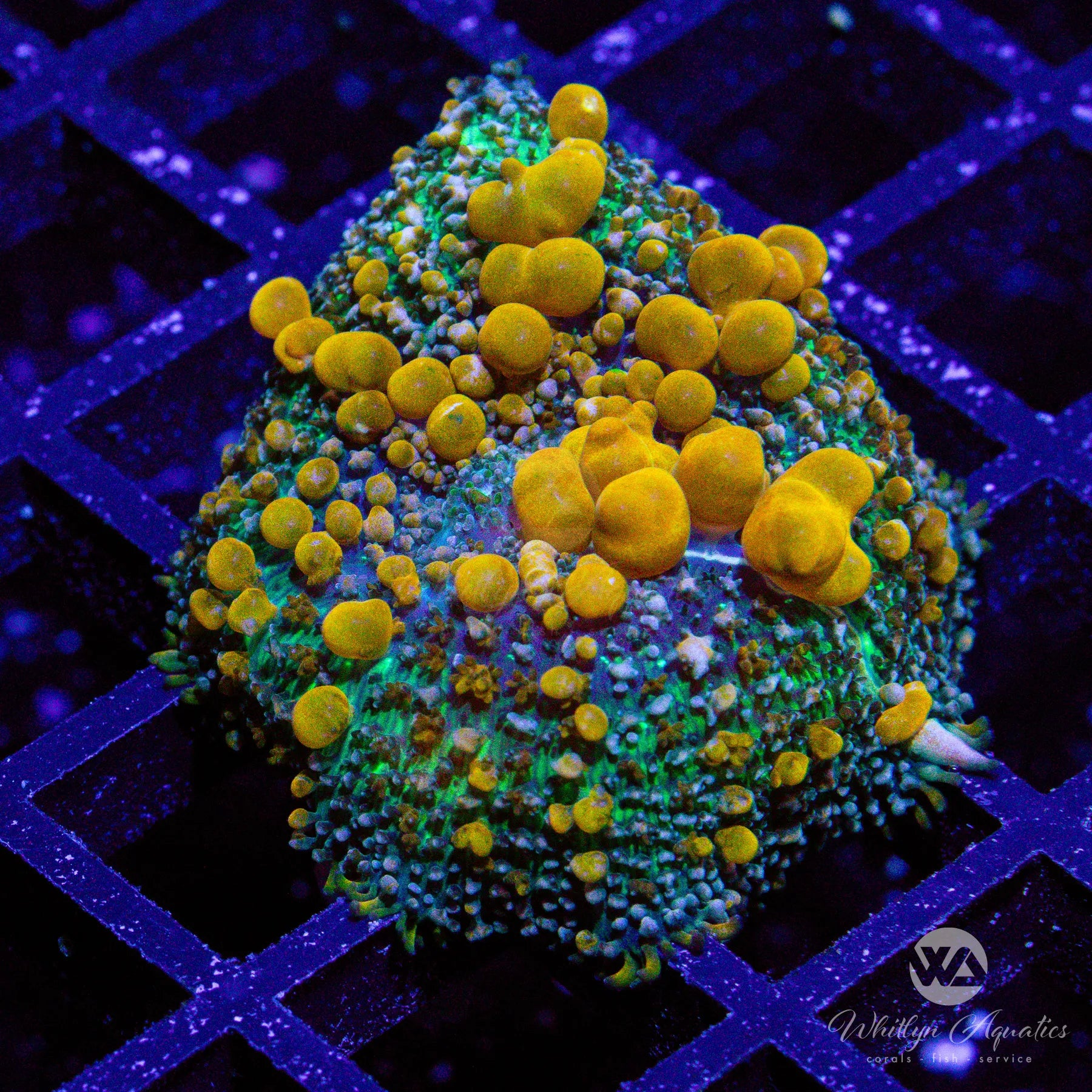 Sunkist Bounce Mushroom Coral for Saltwater Aquarium - Vibrant Orange LPS Coral for Reef Tanks, Perfect for Beginners and Advanced Hobbyists - Enhance Your Marine Aquascape with This Stunning Coral Centerpiece