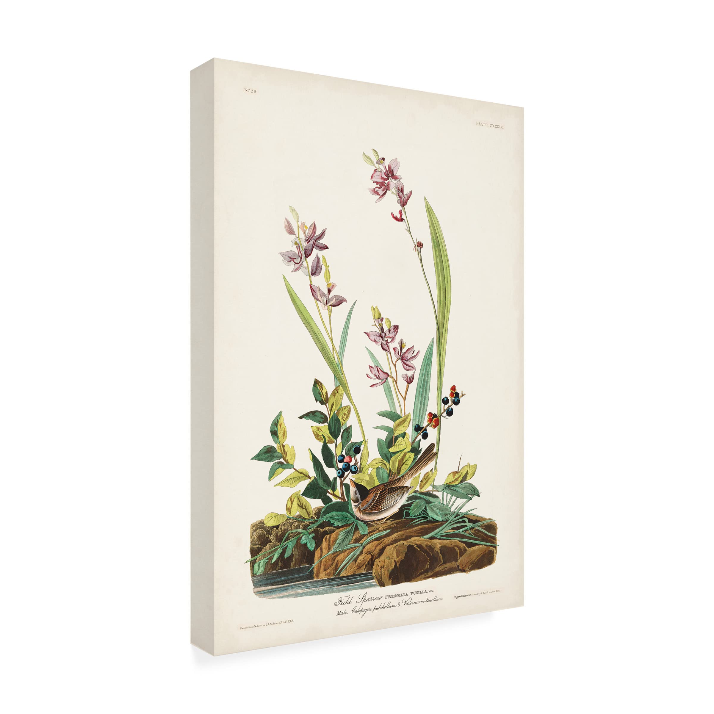 John James Audubon 'Field Sparrow' Canvas Art Print - 22x32 Inches - Premium Wildlife Wall Decor for Living Room, Bedroom & Office