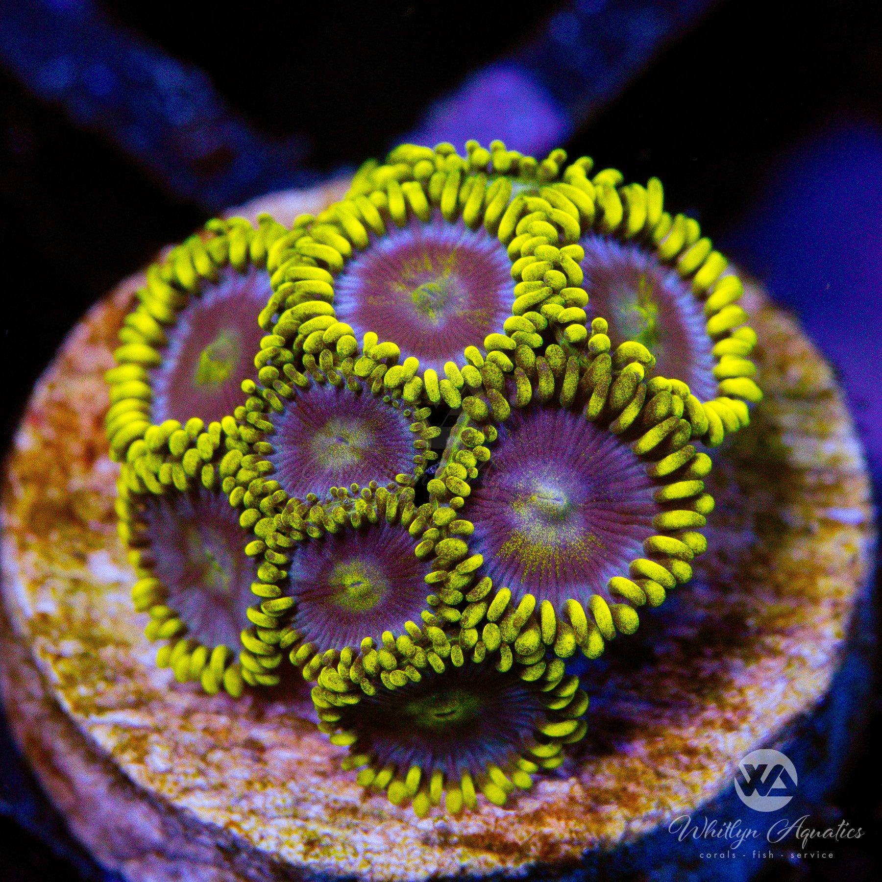 Premium Smurfette Zoanthid Coral (Aquacultured) - Vibrant Blue & Purple Saltwater Coral for Reef Tanks & Aquascaping