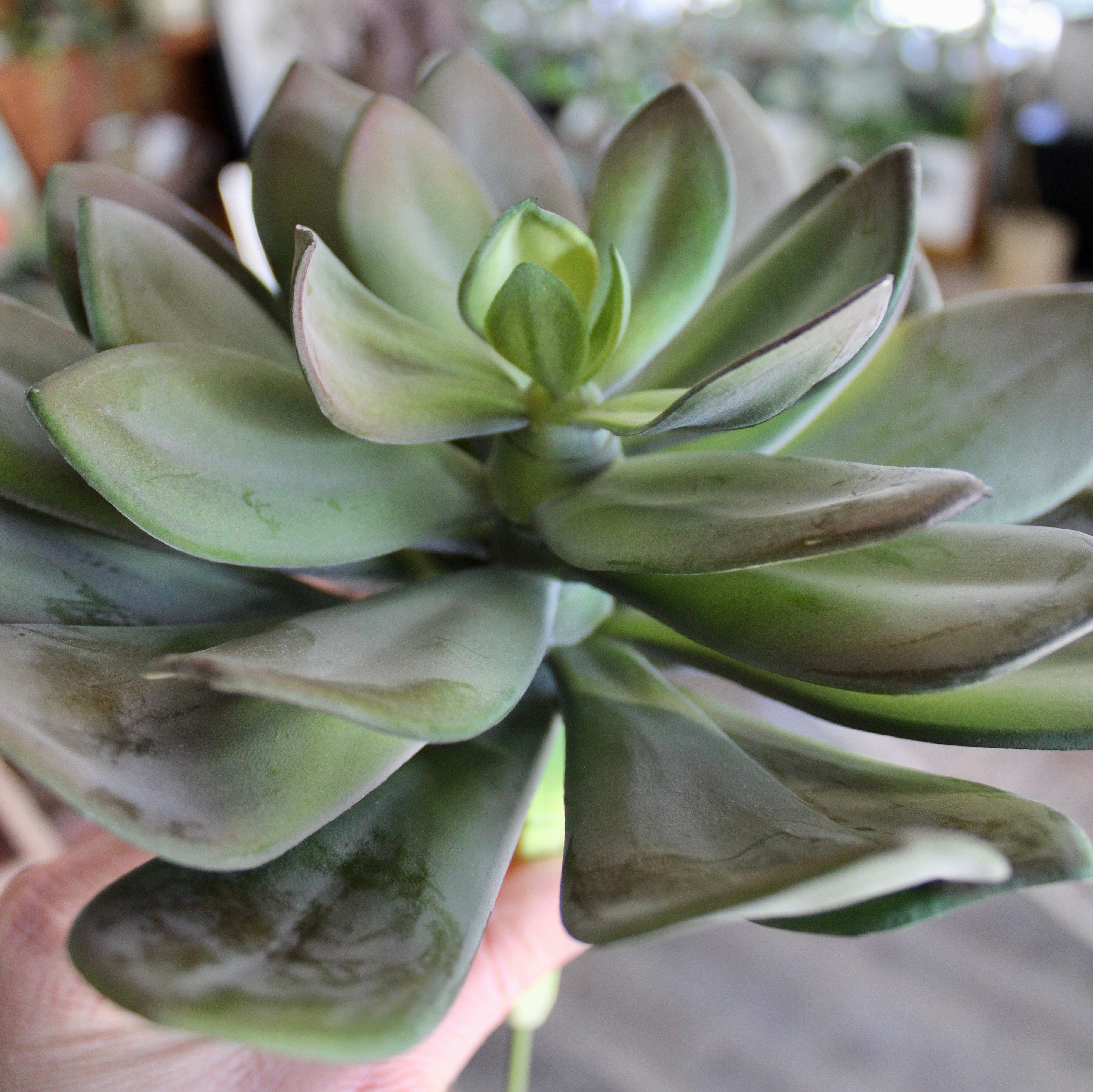 Echeveria Succulent Plant - Large Size (6-8 inch) - Perfect for Home Decor, Office Desk, and Garden Arrangements