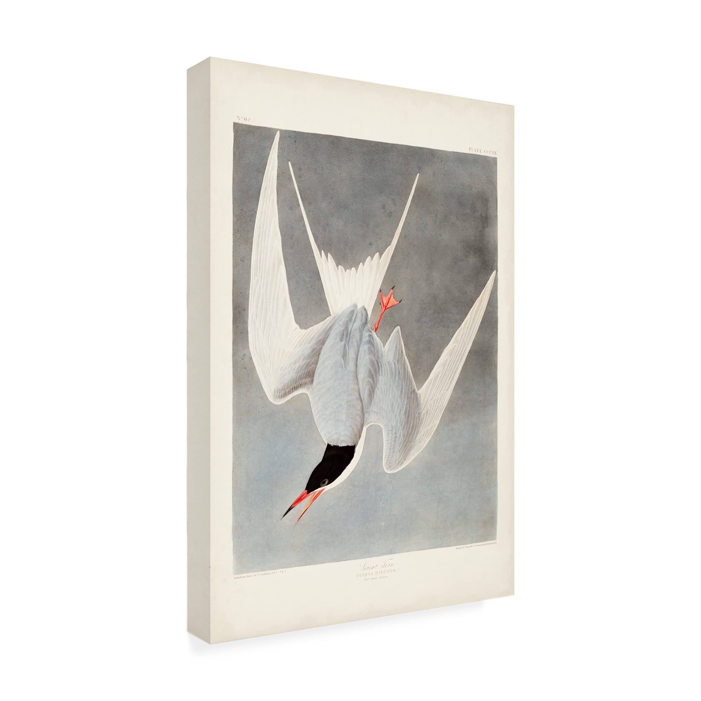 John James Audubon 'Great Tern' Canvas Wall Art Print - 30x47 Inches - Premium Wildlife Bird Painting for Living Room, Bedroom & Office Decor
