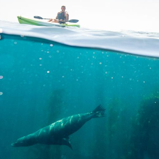 Premium Sit-On-Top Single Kayak for Rent - Lightweight & Stable for Lakes, Rivers & Coastal Adventures - Perfect for Recreation, Fishing & Water Exploration