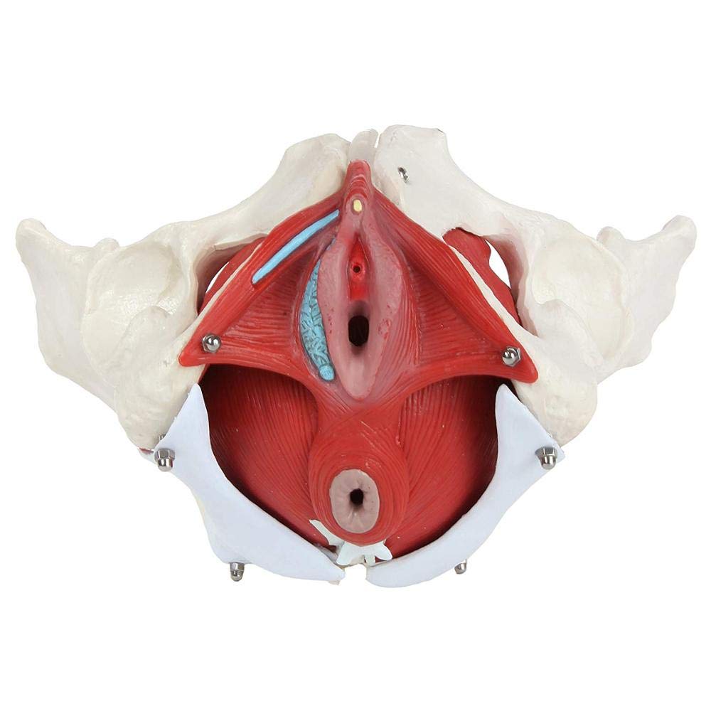 Female Pelvic Floor Muscle Model with Removable Uterus & Ovaries - Anatomical Teaching Tool for Medical Education, Physical Therapy Training, and Women's Health Studies