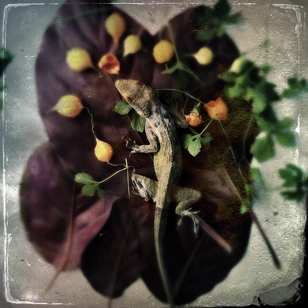 Queen of the Dead Lizards Army - 13x13 Art Print by Maggie Steber | The Garden Collection 2017 | Wall Decor for Living Room, Bedroom & Office