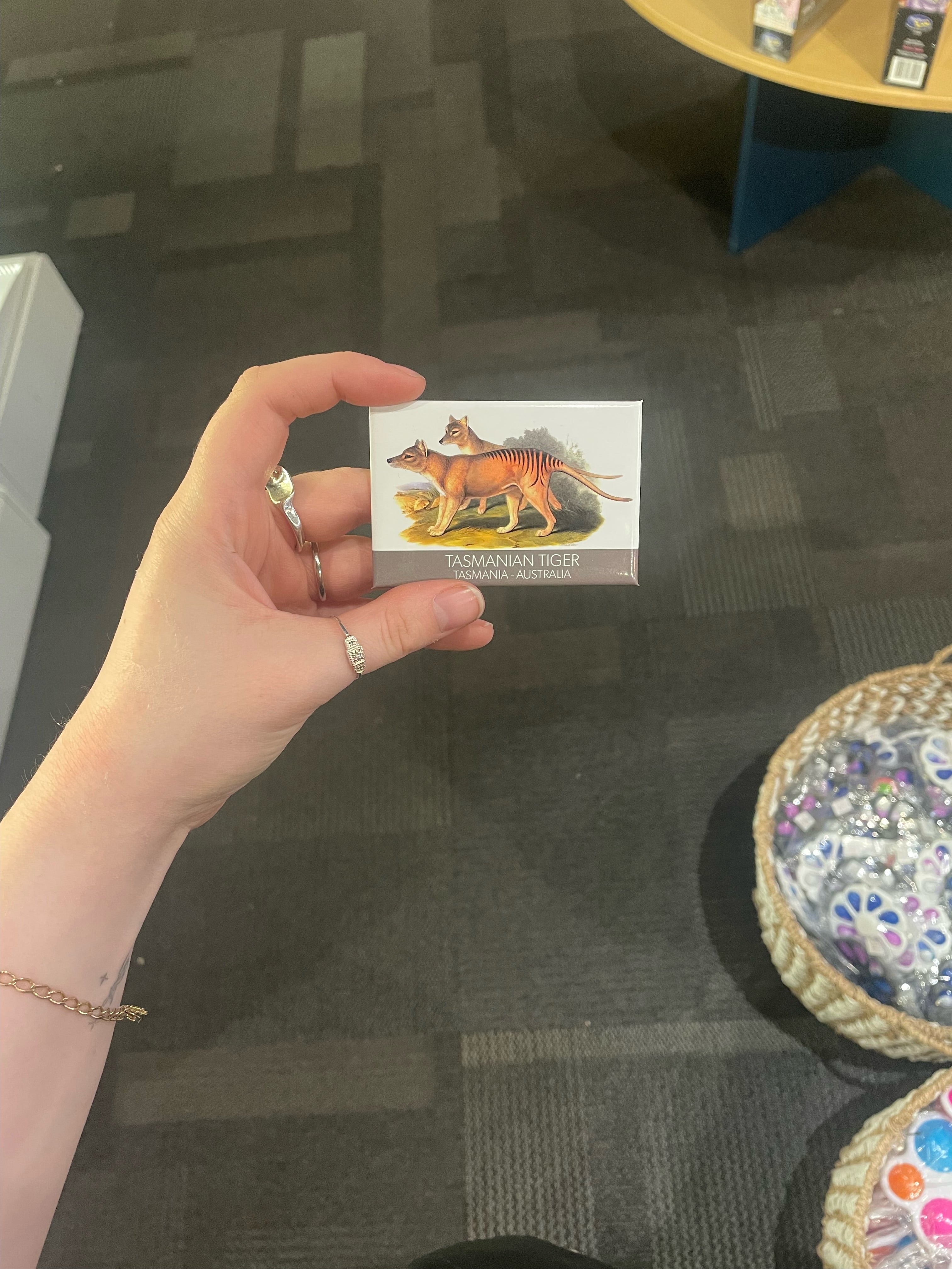 Premium Tasmanian Tiger Fridge Magnet - Unique Tasmania Souvenir & Gift for Travel Lovers - Perfect for Refrigerators, Lockers & Office Decor