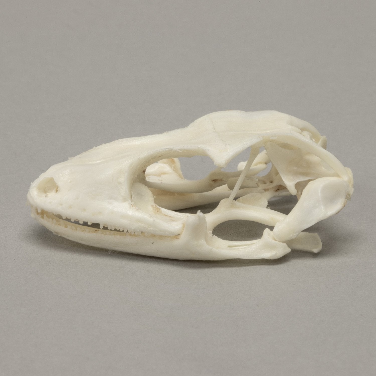 Authentic Tokay Gecko Skull Specimen - Rare Reptile Bone Collection for Science Study, Home Decor & Gothic Display - Perfect for Biology Classrooms, Oddity Cabinets and Halloween Decorations