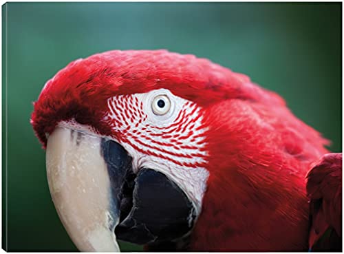 Red Parrot