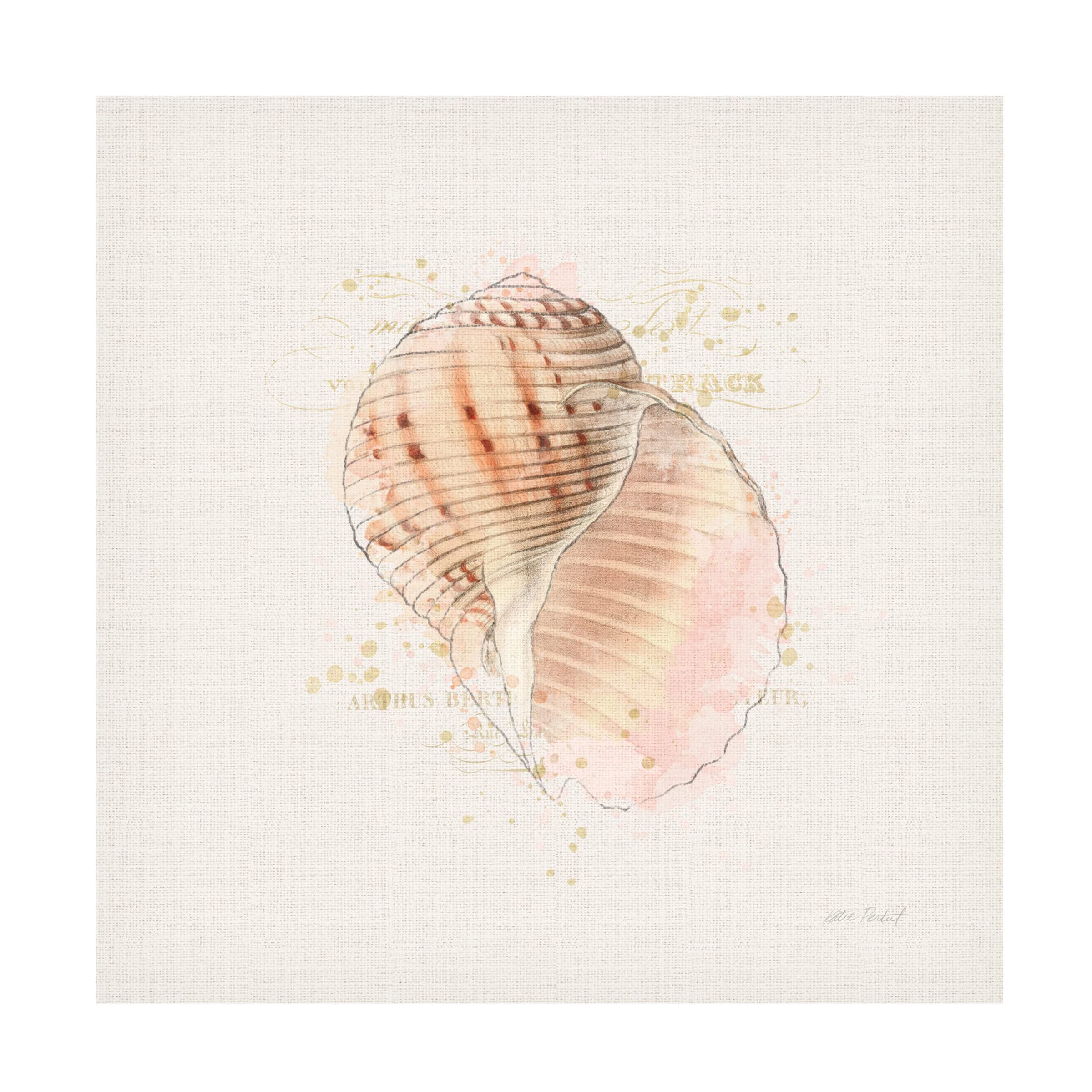 Katie Pertiet 'Shell Collector V' Canvas Wall Art Print - Coastal Beach Decor for Living Room, Bedroom & Office - Trademark Fine Art Collection