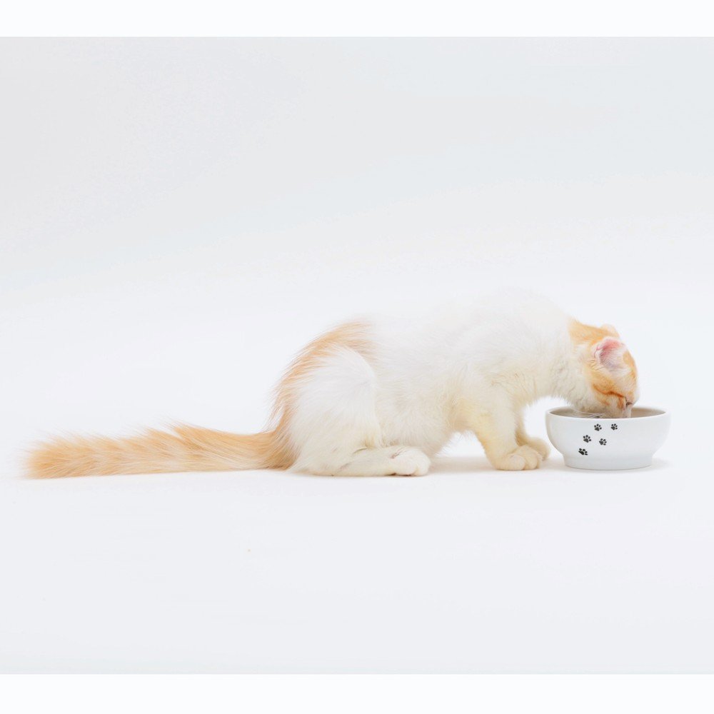 Necoichi Ceramic Cat Bowls Set - Whisker Friendly, Anti-Spill Cat Food & Water Dishes for Indoor Cats & Kittens | Paw Design Pet Feeding Bowls for Stress-Free Mealtime at Home