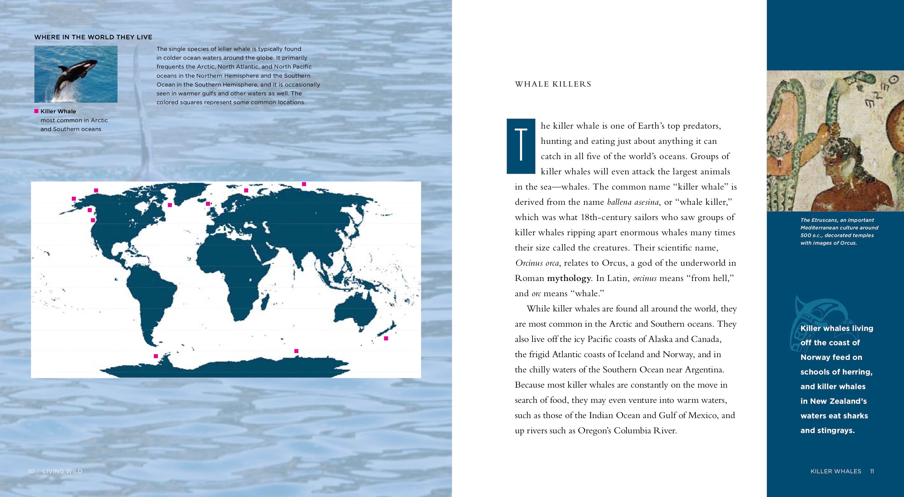 Killer Whales Book - ISBN 9781583419717 - Marine Biology & Wildlife Education for Kids & Adults - Perfect for School Projects & Nature Enthusiasts
