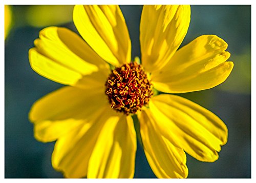 Easter Yellow Wildflower Greeting Card - Happy Easter Inside - Handmade Fine Art Card by Will Davis Studios - Perfect for Easter Gifts, Spring Celebrations & Home Decor