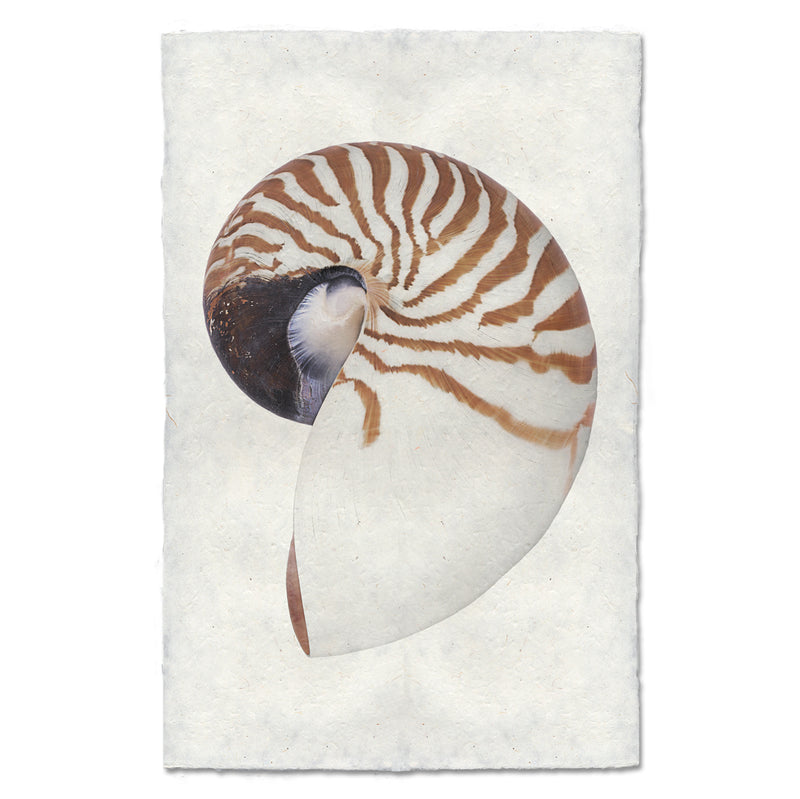 Chambered Nautilus Art Print - Vintage Seashell Wall Decor for Beach House, Office & Living Room | Coastal Home Decor & Marine Life Wall Art