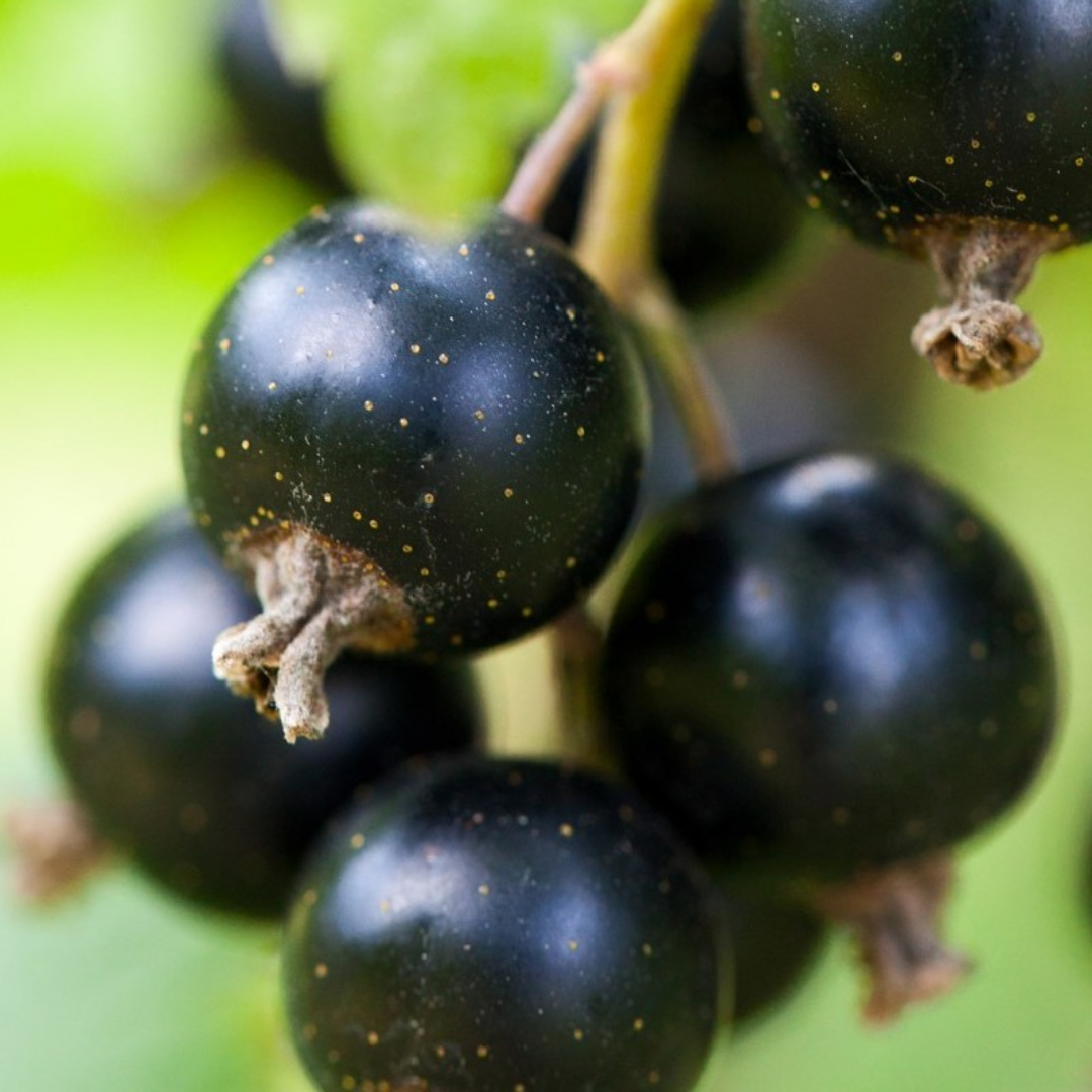Black Currant Superfood - Organic Dried Black Currants for Baking, Smoothies & Snacks - Antioxidant-Rich Healthy Snack for Energy & Wellness