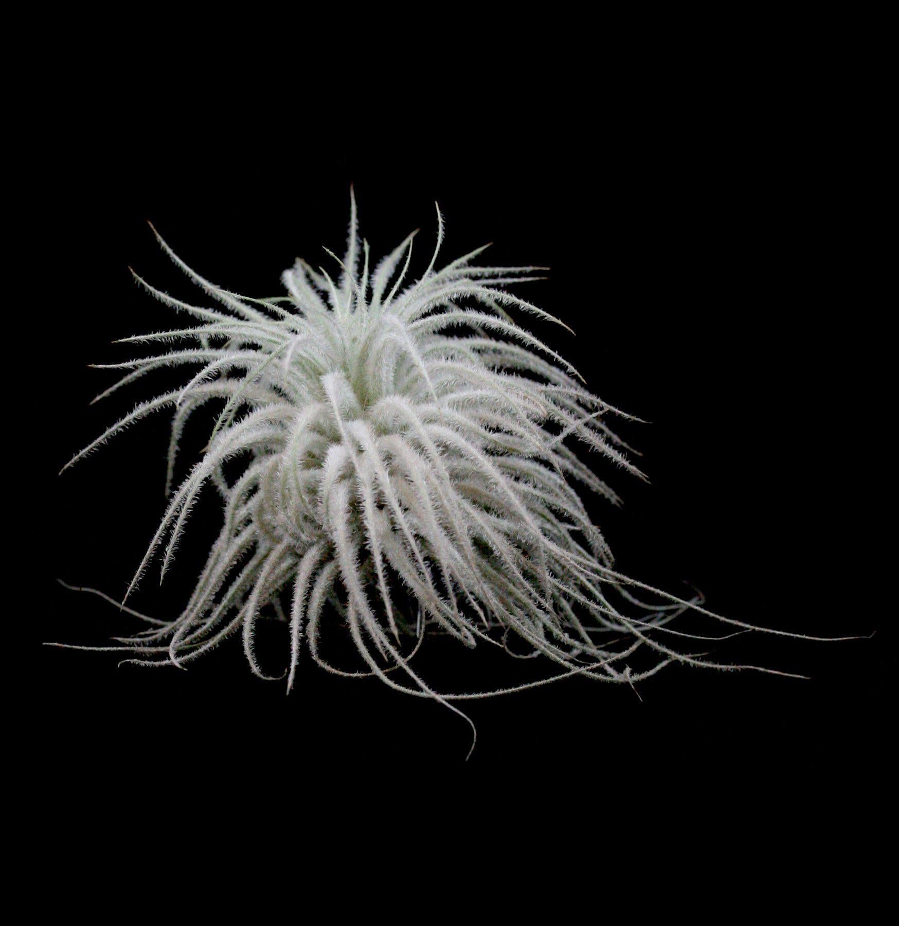 Tillandsia Tectorum Air Plant - Low Maintenance Indoor Plants for Home Decor, Office Desk & Terrarium - Perfect for Living Room, Bathroom & Gift Ideas