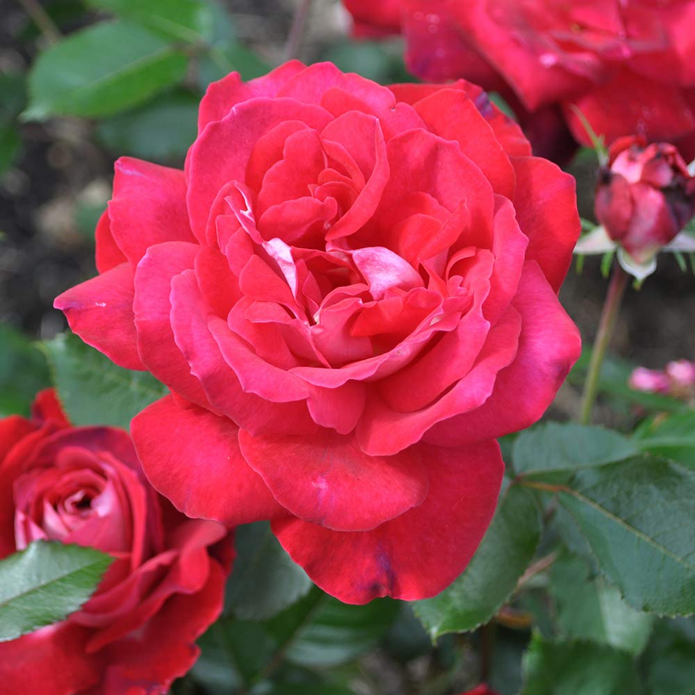 Heirloom Roses - El Catala Red Rose Bush | Hardy Live Outdoor Rose Plant for Gardens, Landscaping & Home Decor