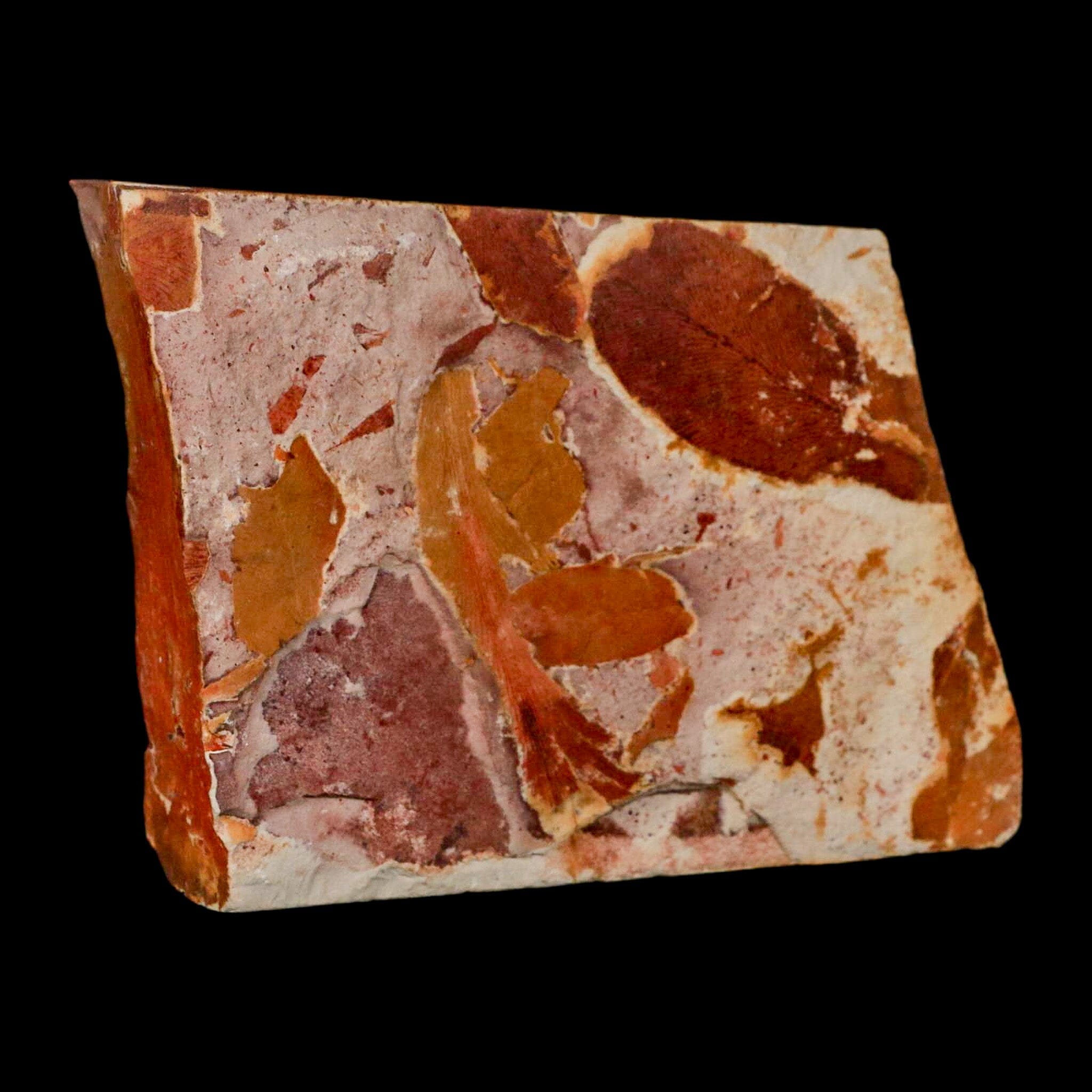 Authentic Glossopteris Browniana Fossil Leaves - Permian Age Plant Specimen from Australia | Rare Collectible for Paleontology Enthusiasts & Home Decor Display