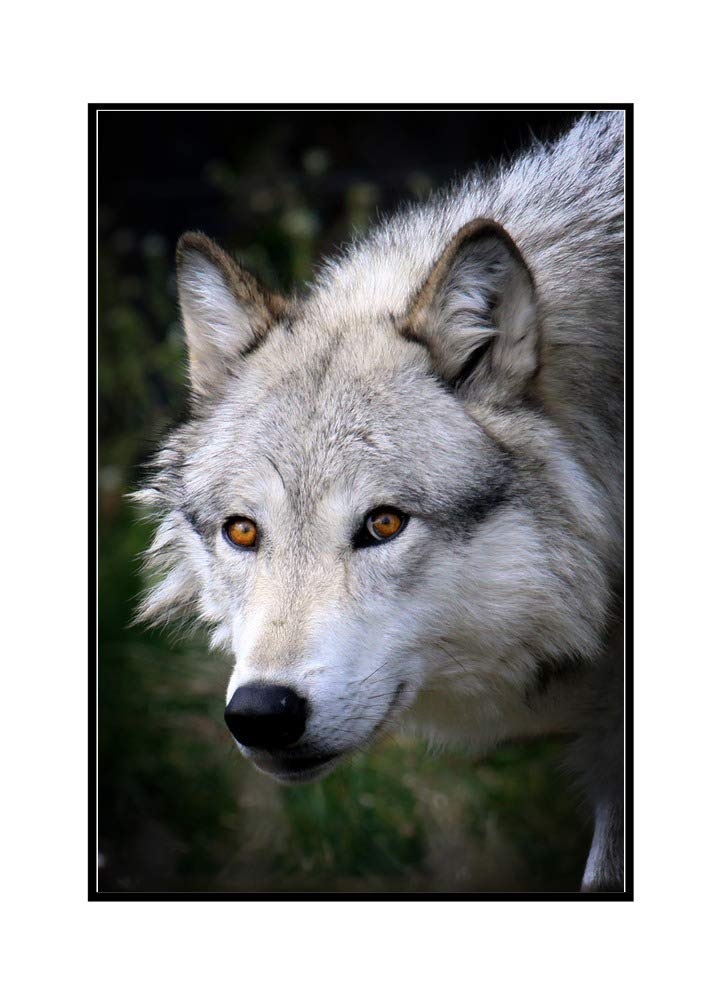 Wolf Face Framed Canvas Art Print - 24x36 Inches Stretched Gallery Wrap - Premium Wall Decor for Living Room, Bedroom & Office