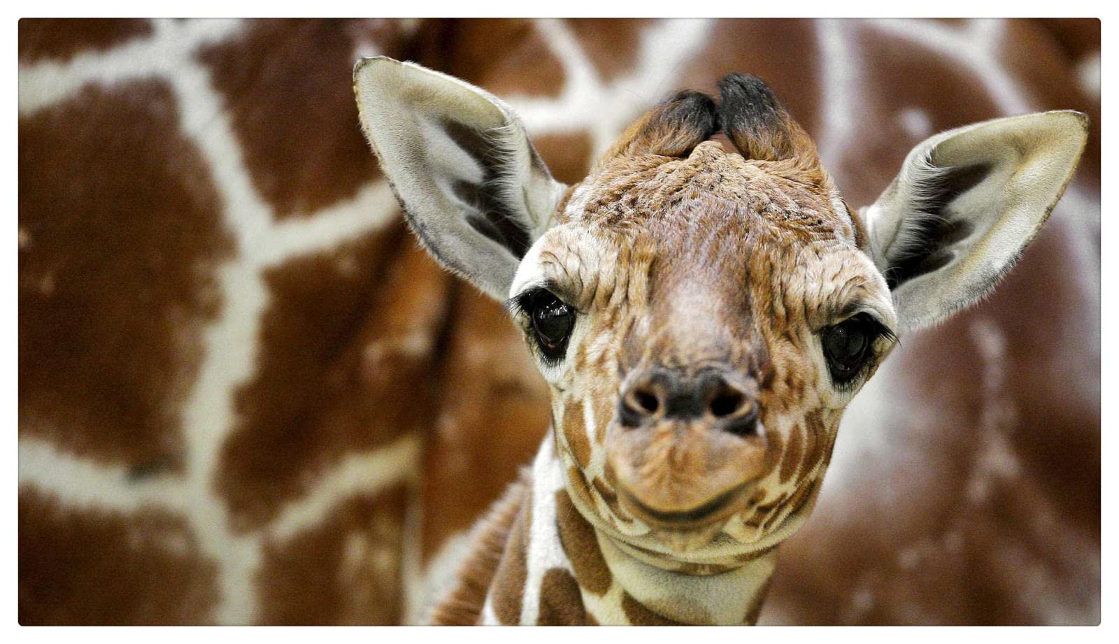 1000 Piece Jigsaw Puzzle for Adults - Wooden Art Deco Giraffe Puzzle - Smiling Animal Home Decor - Perfect for Relaxation, Family Game Night & Wall Art Display