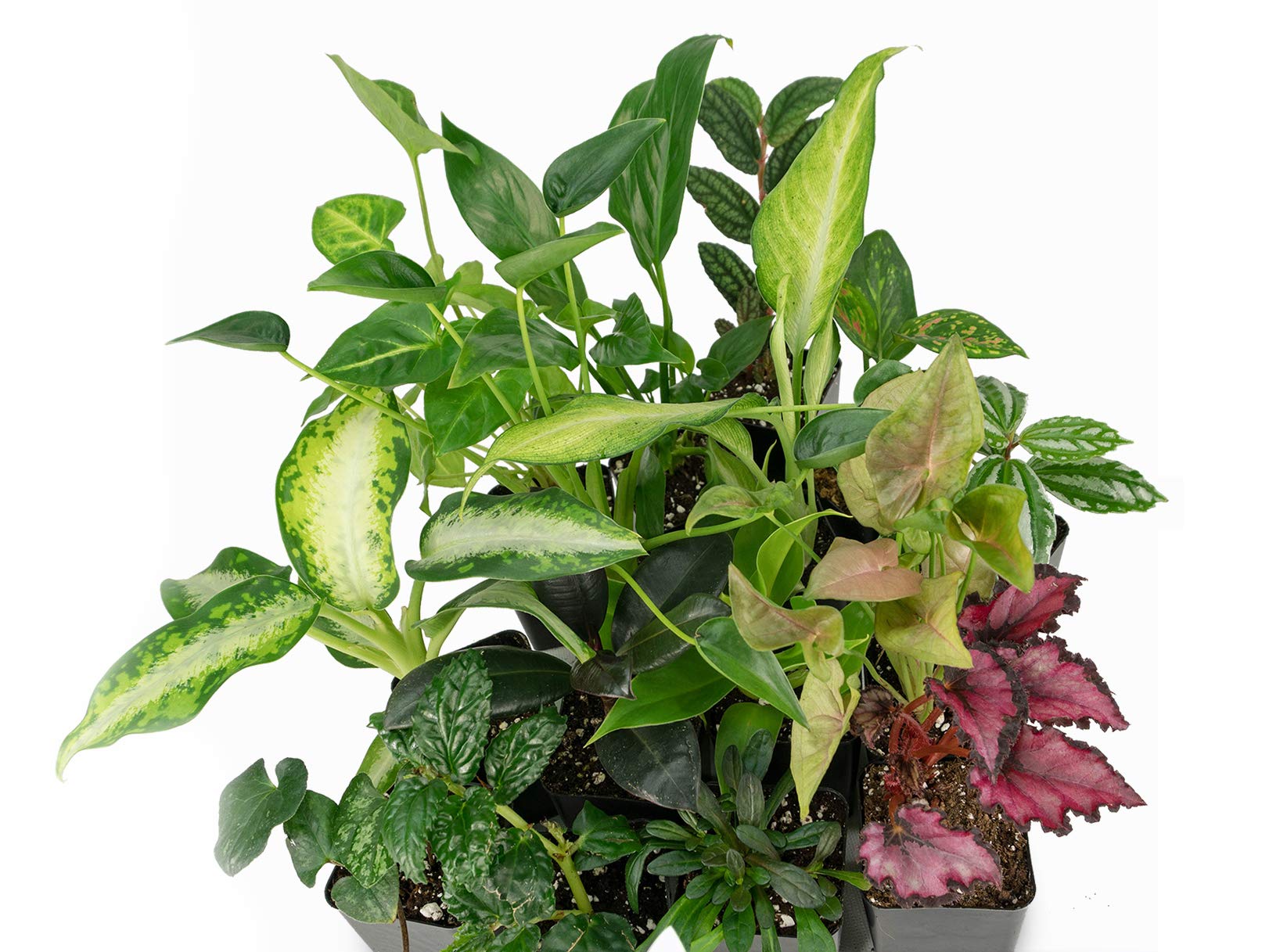 Sprig & Stone Foliage Plant Bundle - 10 Live Indoor House Plants for Home Decor, Office, Living Room & Bedroom | Low Maintenance Air Purifying Plants for Fresh Greenery