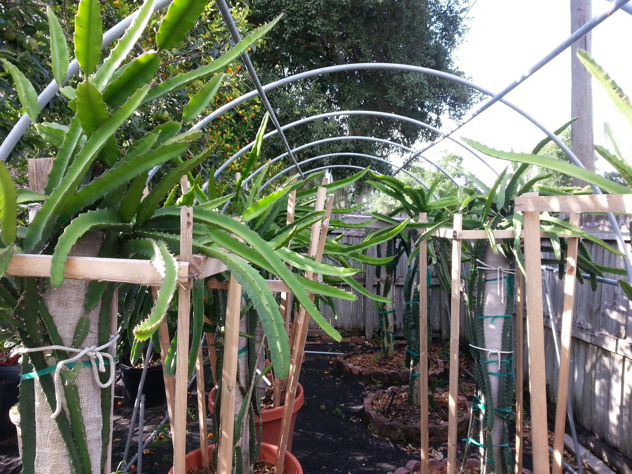 Organic White Dragon Fruit Cuttings - 3 Pack for Home Garden Planting | Fresh Pitaya Stem for DIY Gardening, Landscaping & Tropical Fruit Cultivation