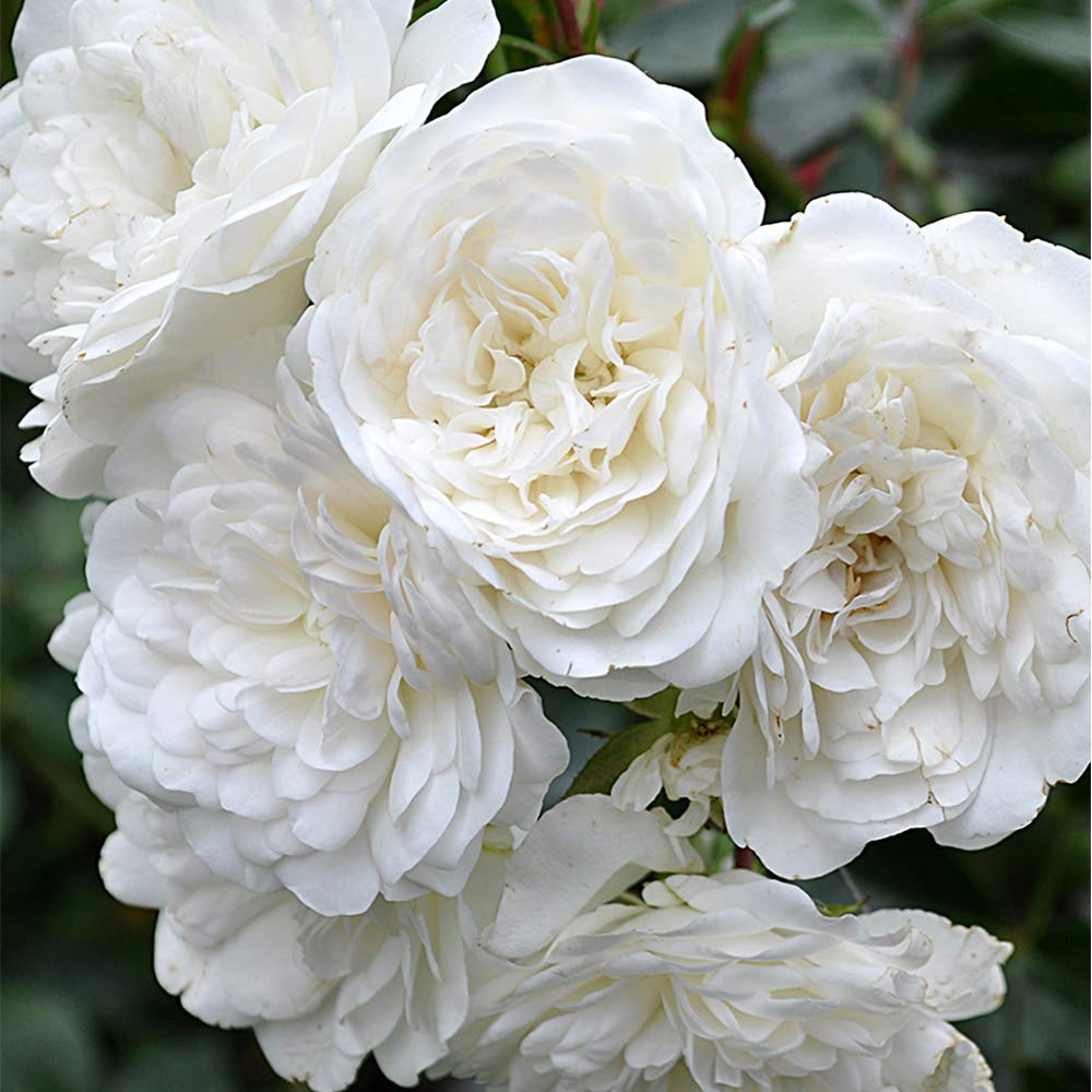 Heirloom Roses Seafoam White Rose Bush - Live Landscape Plant for Outdoor Gardens, Flower Beds & Patio Decor
