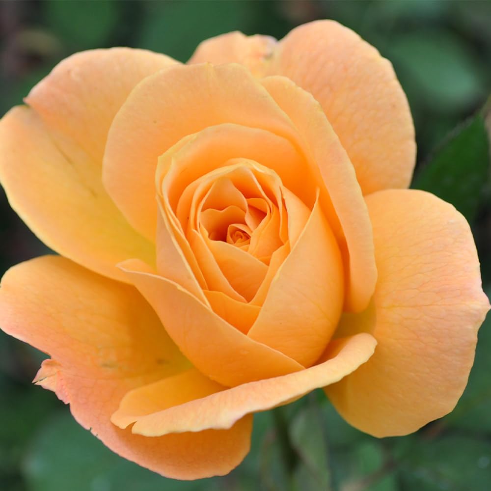 Strike It Rich™ Yellow Heirloom Roses - Grandiflora Rose Bush Live Plant for Outdoor Garden Planting | Perfect for Landscaping, Wedding Decor & Gift Giving