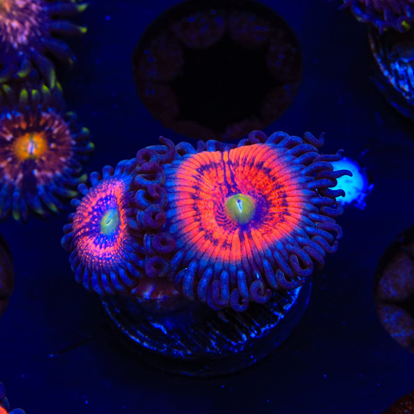 Everlasting Gobstopper Zoanthids Coral - Vibrant Color Live Coral for Saltwater Aquariums | Perfect for Reef Tanks & Marine Displays