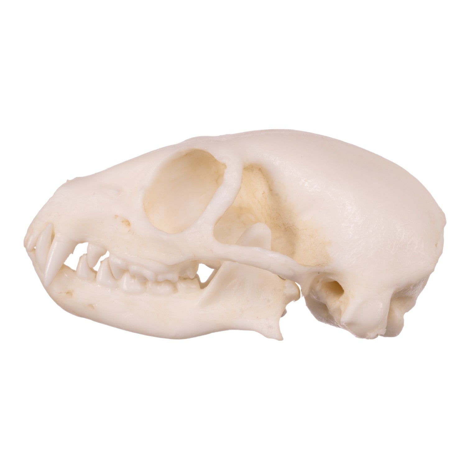 Authentic Replica Meerkat Skull - High-Quality Animal Skull Model for Science Education, Home Decor & Halloween Props