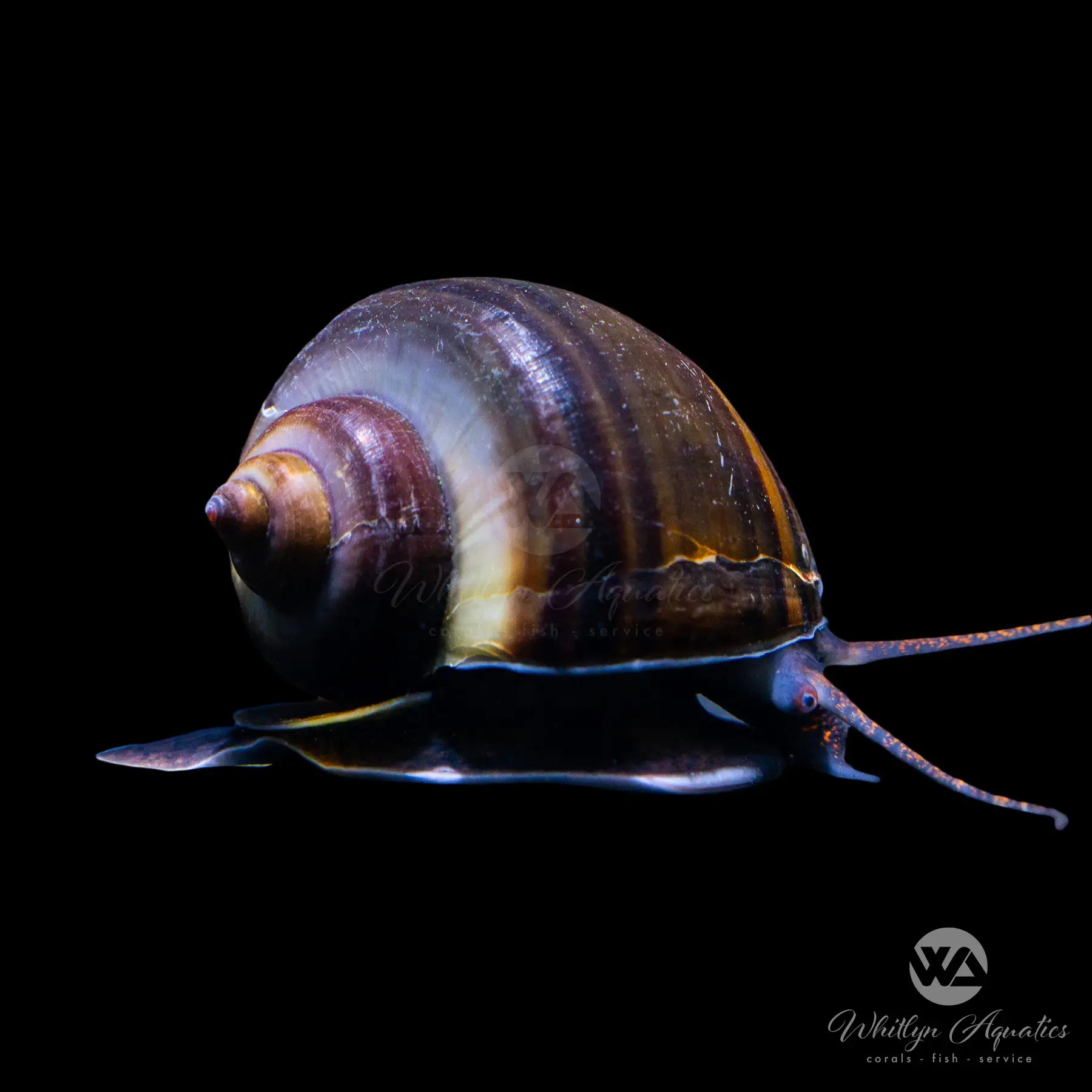 Premium Black Mystery Snail (Pomacea sp.) - Live Freshwater Aquarium Snail for Planted Tanks & Algae Control - Perfect for Fish Tanks, Shrimp Habitats & Aquatic Ecosystems