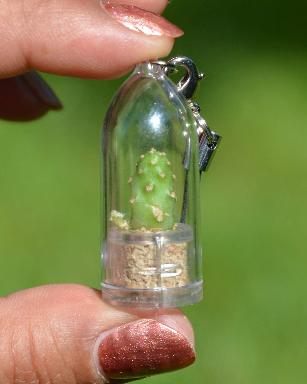 Live Baby Baobab Terrarium Cactus Plant - Mini Bonsai Succulent for Home & Office Decor, Unique Keychain Accessory (Boo-Boo Plant) - Perfect for Terrariums, Desk Decor & Gifts