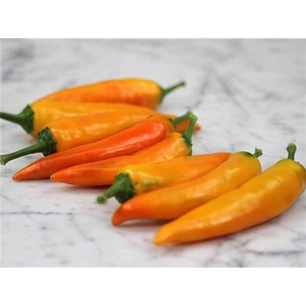 Organic Tequila Sunrise Sweet Pepper Seeds - Non-GMO, Heirloom Variety for Salads, Stuffing, Cooking & Gourmet Dishes (10 Seeds) - Perfect for Home Garden, Container Planting & Fresh Cooking