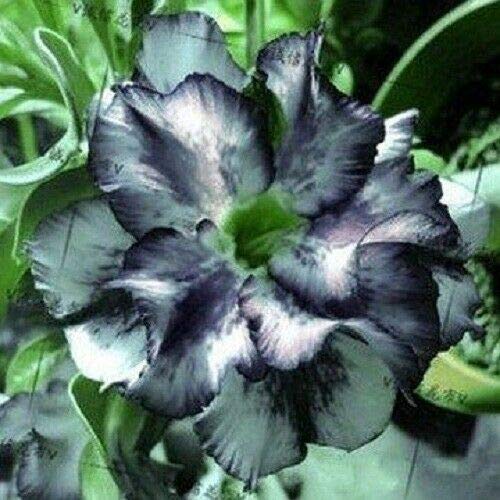 4 White & Black Desert Rose Seeds (Adenium Obesum) - Exotic Perennial Flowering Plant for Home Garden, Bonsai & Landscaping