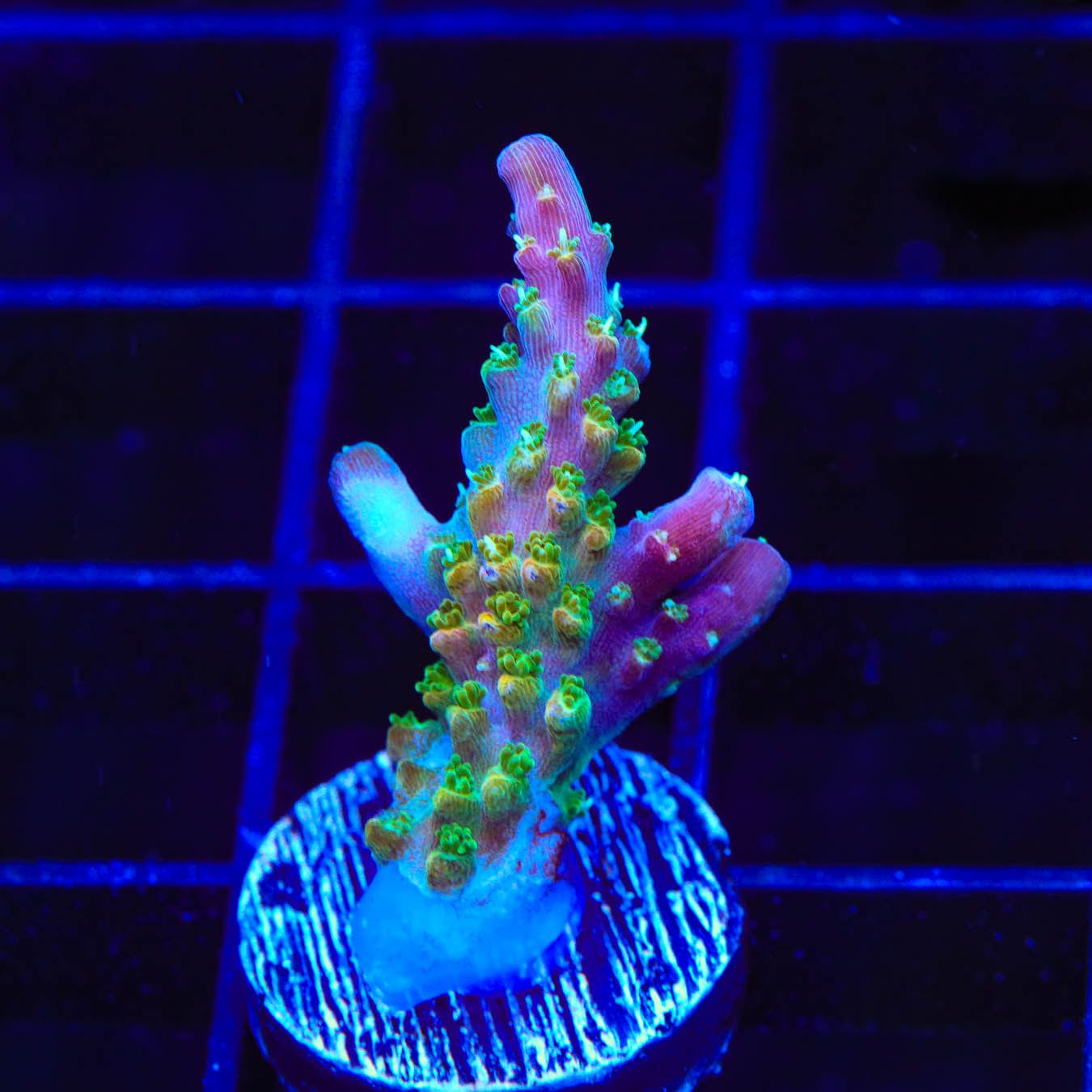 Premium BC Bubblebath Unicorn Acropora Coral for Saltwater Aquariums - Vibrant Reef Tank Decoration & Marine Life Habitat