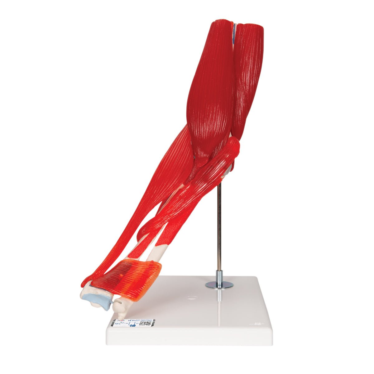 8-Part Elbow Joint with Muscles Model - Detailed Human Anatomy Study Tool for Medical Students & Professionals