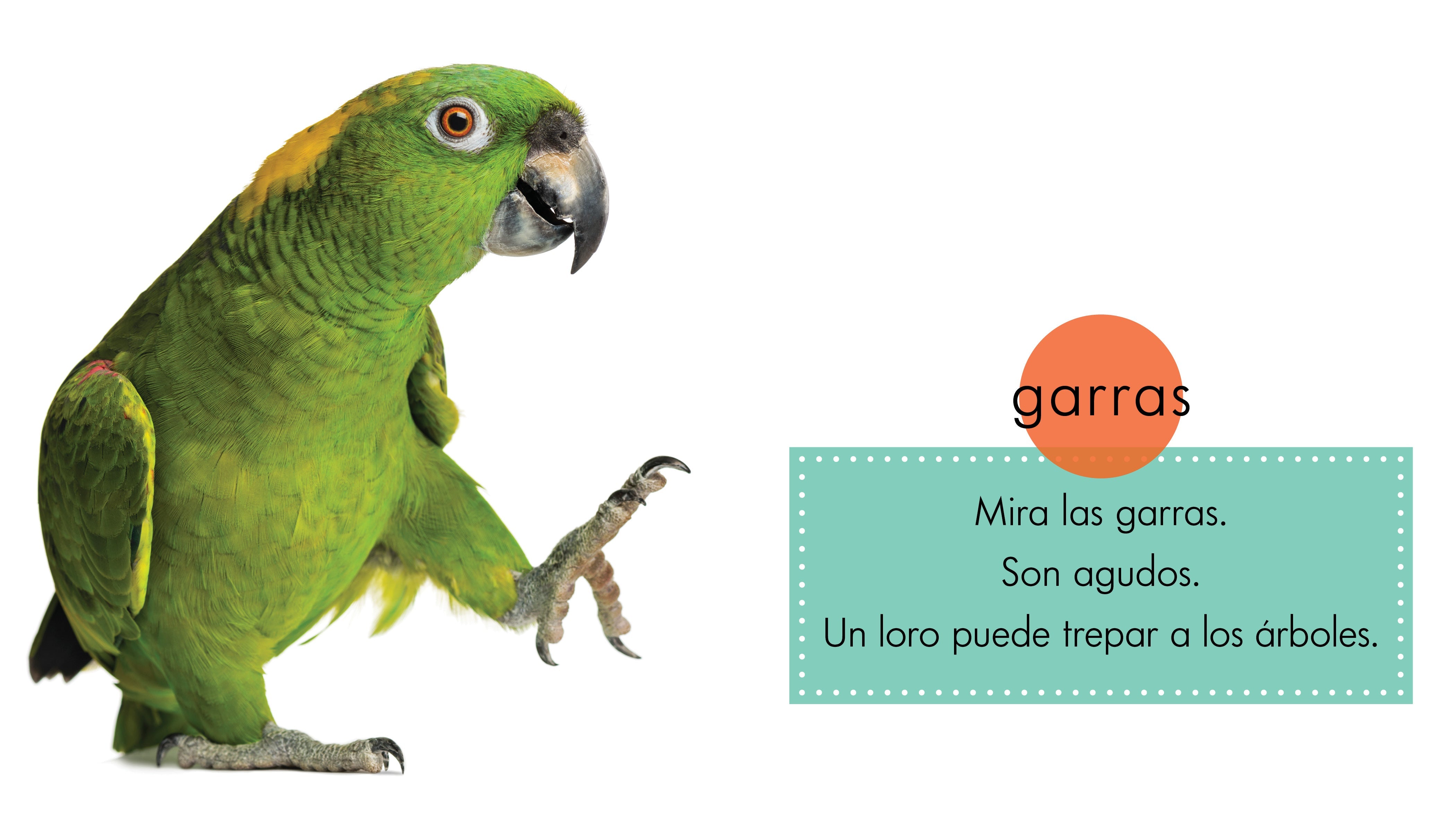 Colorful Parrot Toys for Birds - Interactive & Chewable Parrot Playthings for Enrichment & Training | Perfect for Cages, Playstands & Bird Gyms